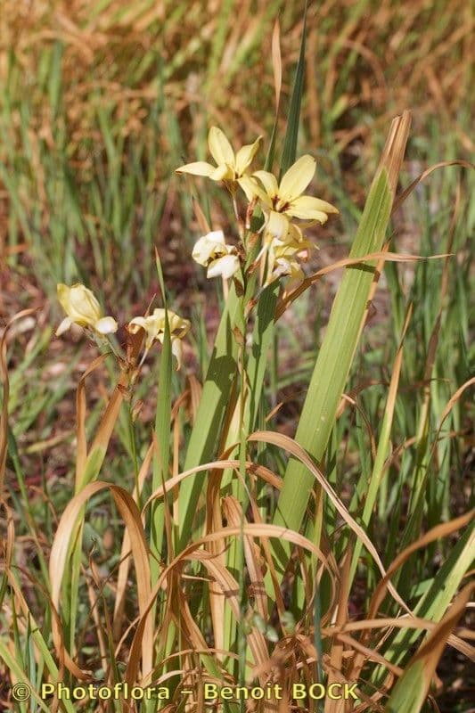 Ixia 8