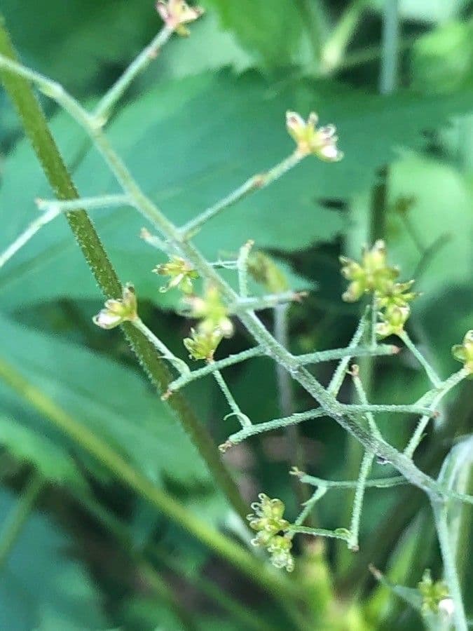 Xanthorhiza 3