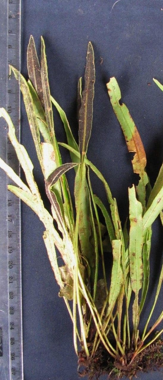 Elaphoglossum 2