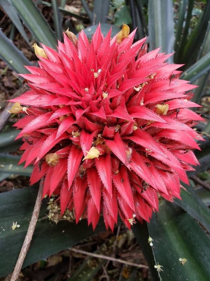 Aechmea 5