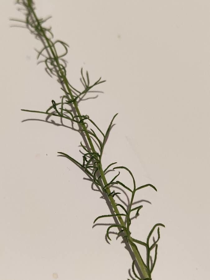 Crupina comune 8