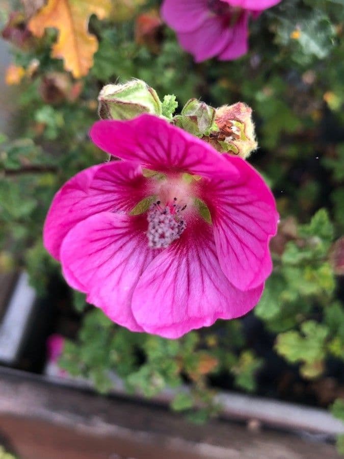 Anisodontea