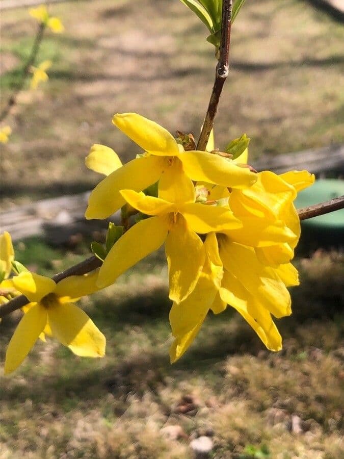 Amsonia