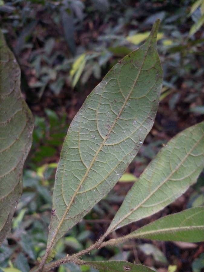 Rhodostemonodaphne 2