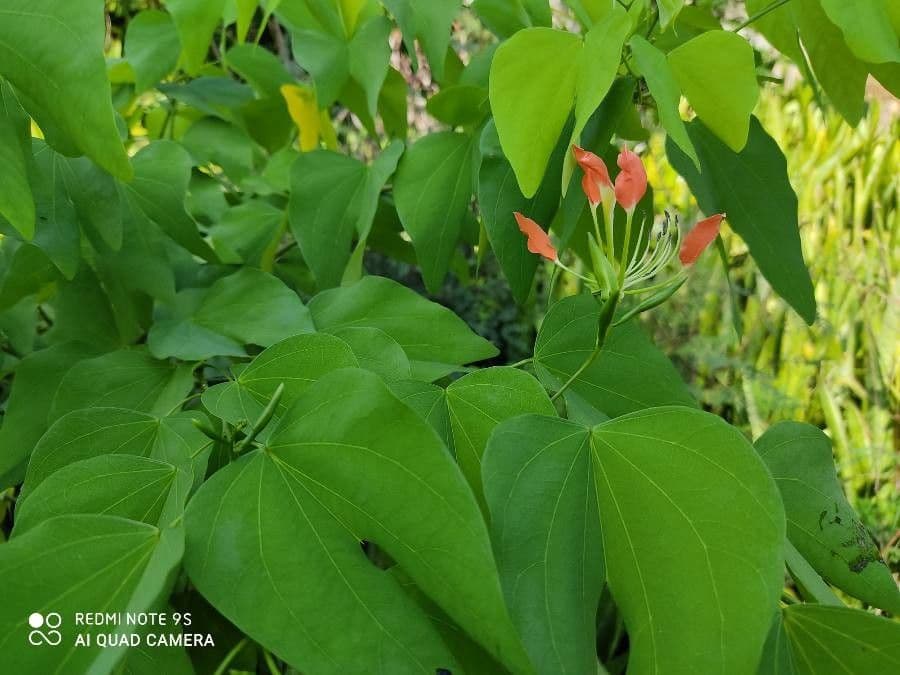 Bauhinia