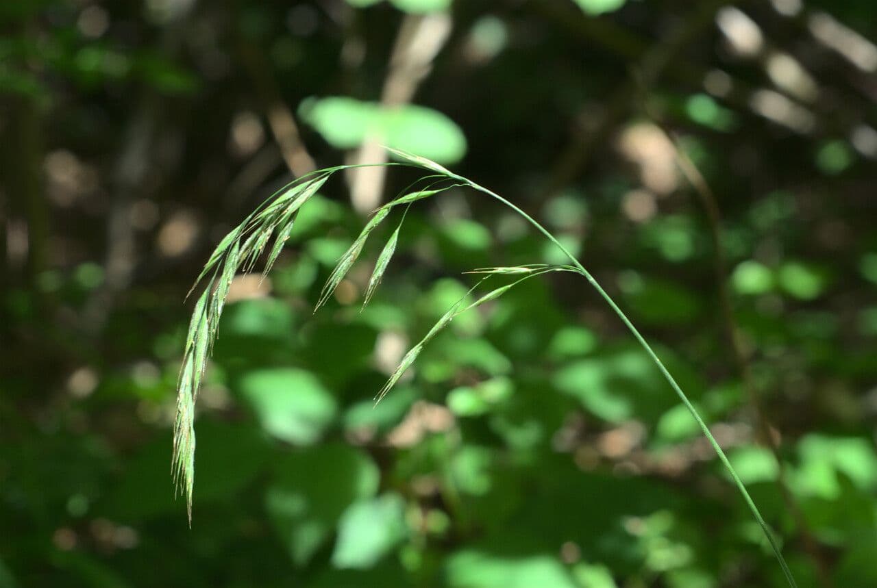Wald-Trespe 6