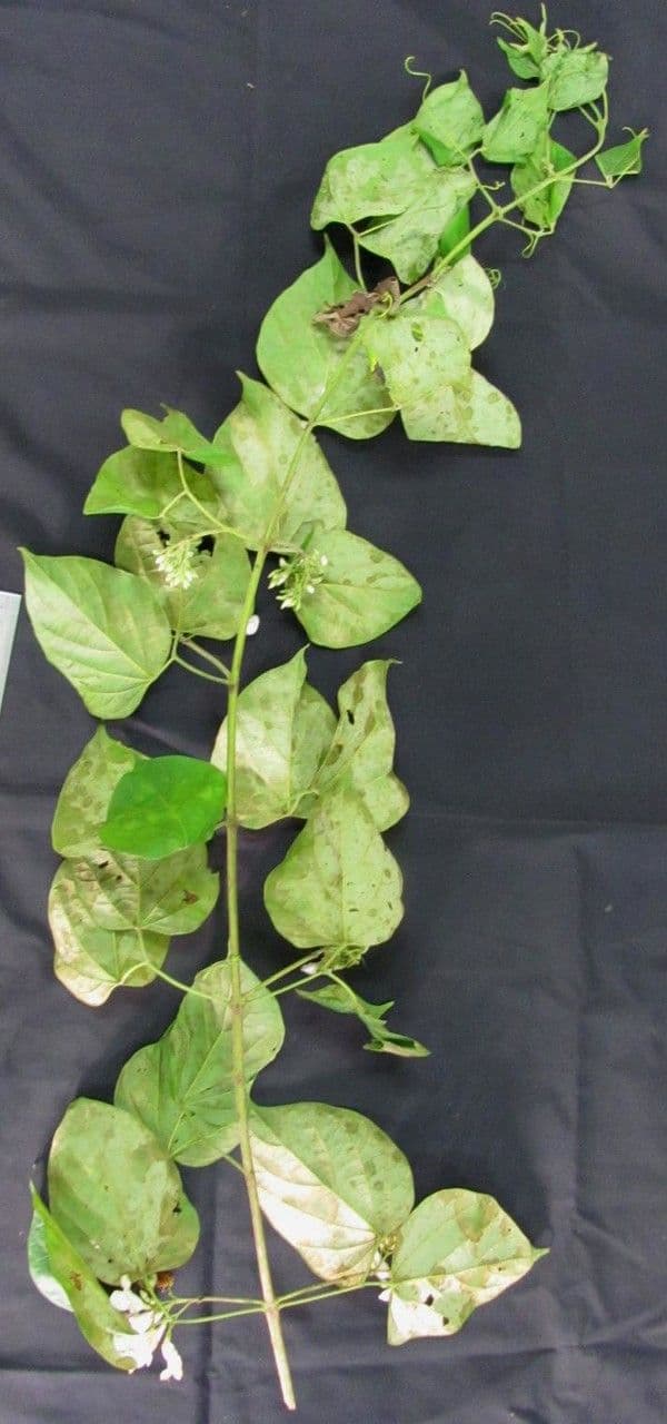 Lundia corimbosa 7