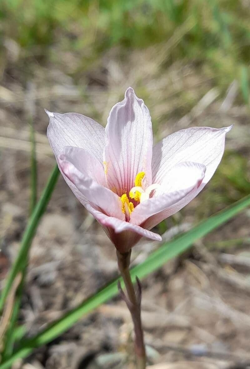 Windblume
