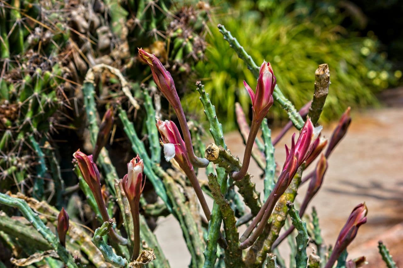 Cactus
