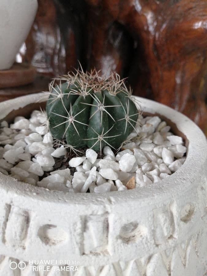 Cactus a botte