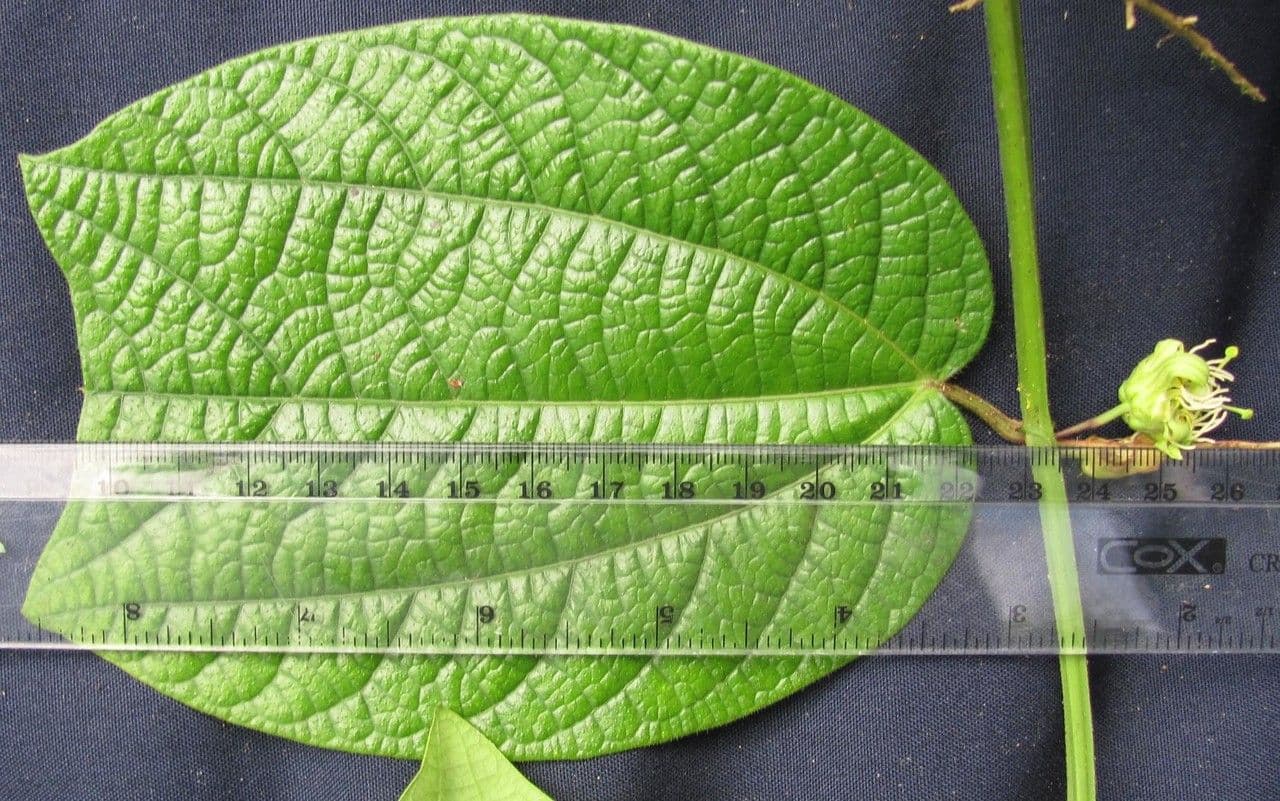 Passiflora 15