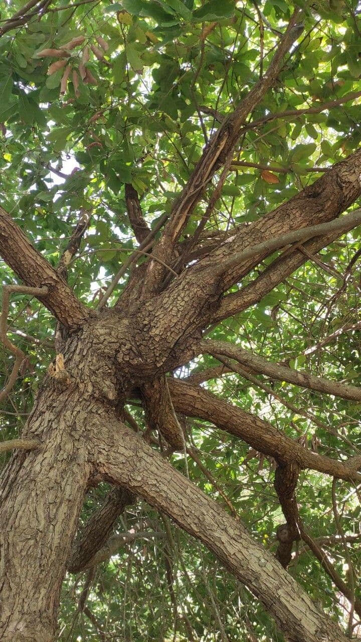 Quercia bianca polymorpha 5