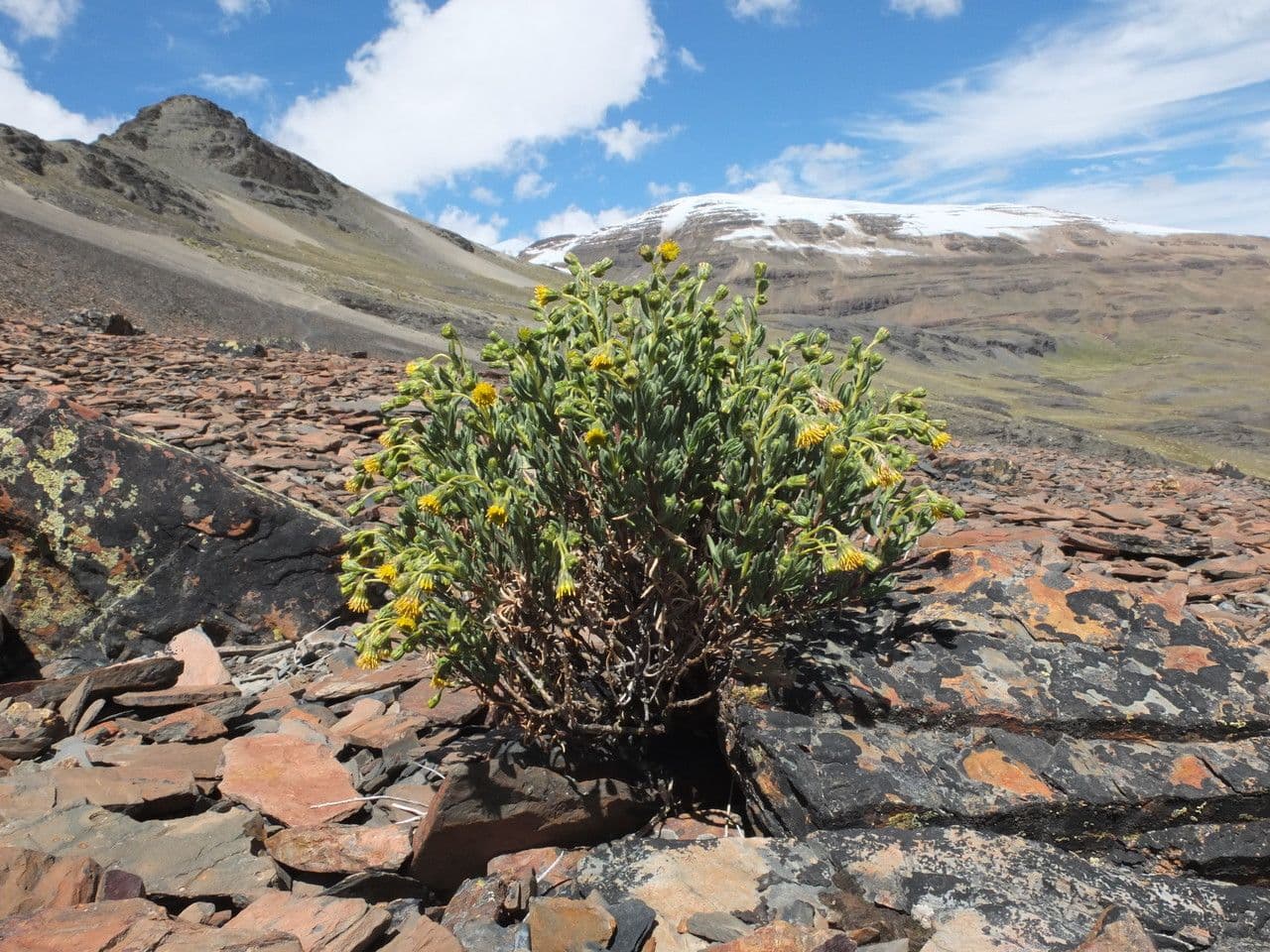 Senecio 6