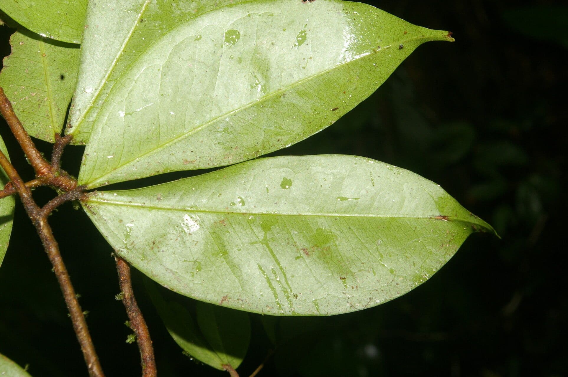 Cynometra 4