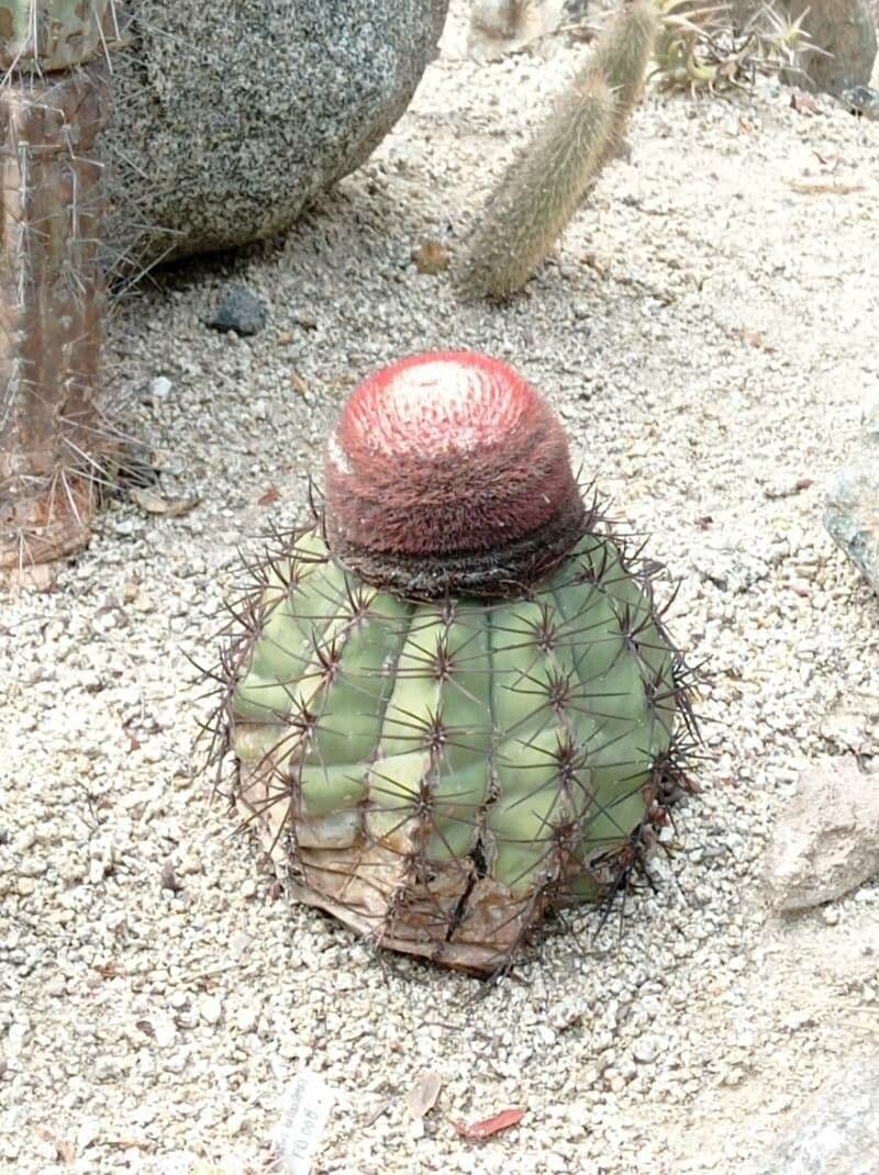 Melocactus 16