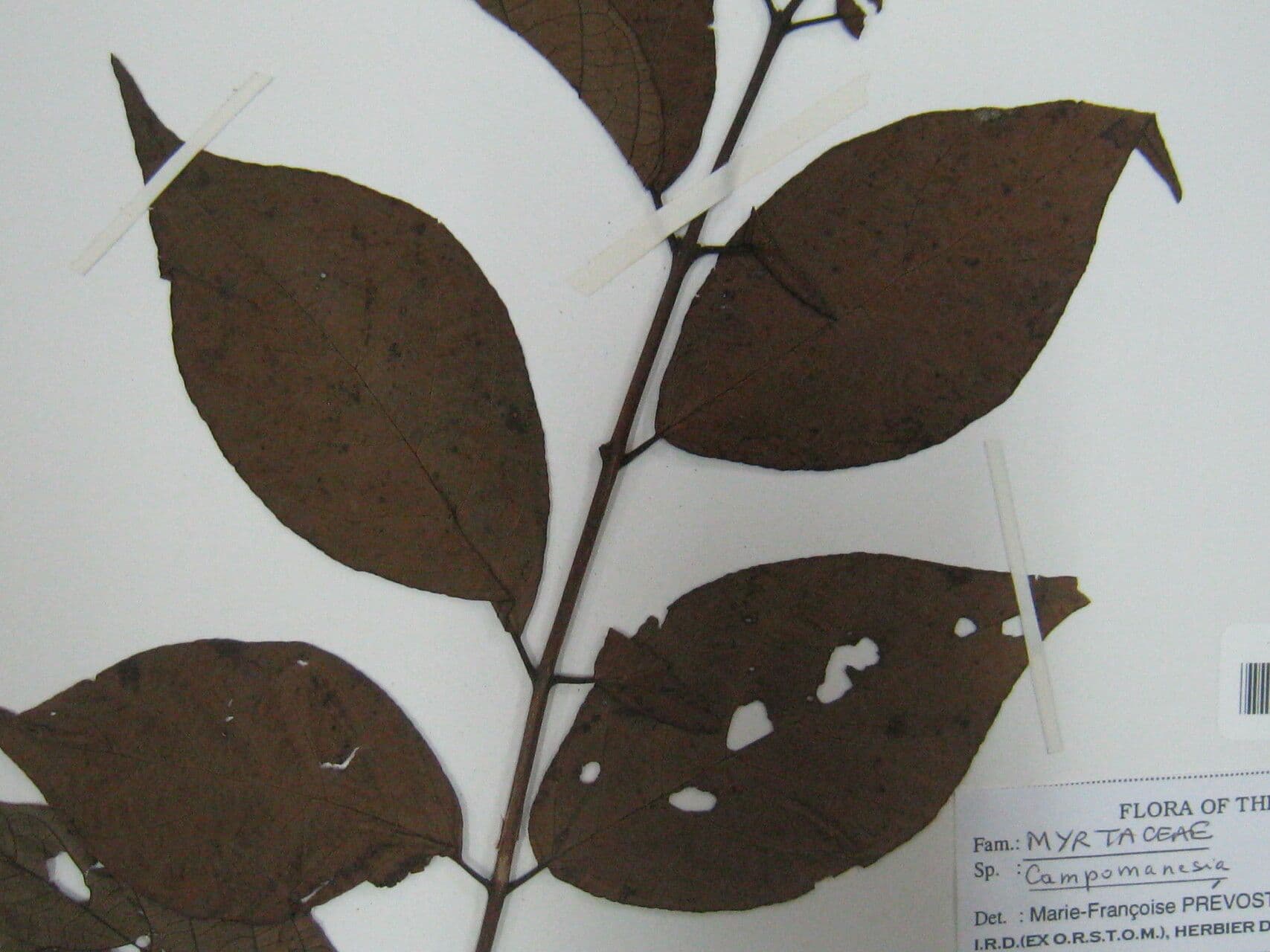 Campomanesia aromatica 4
