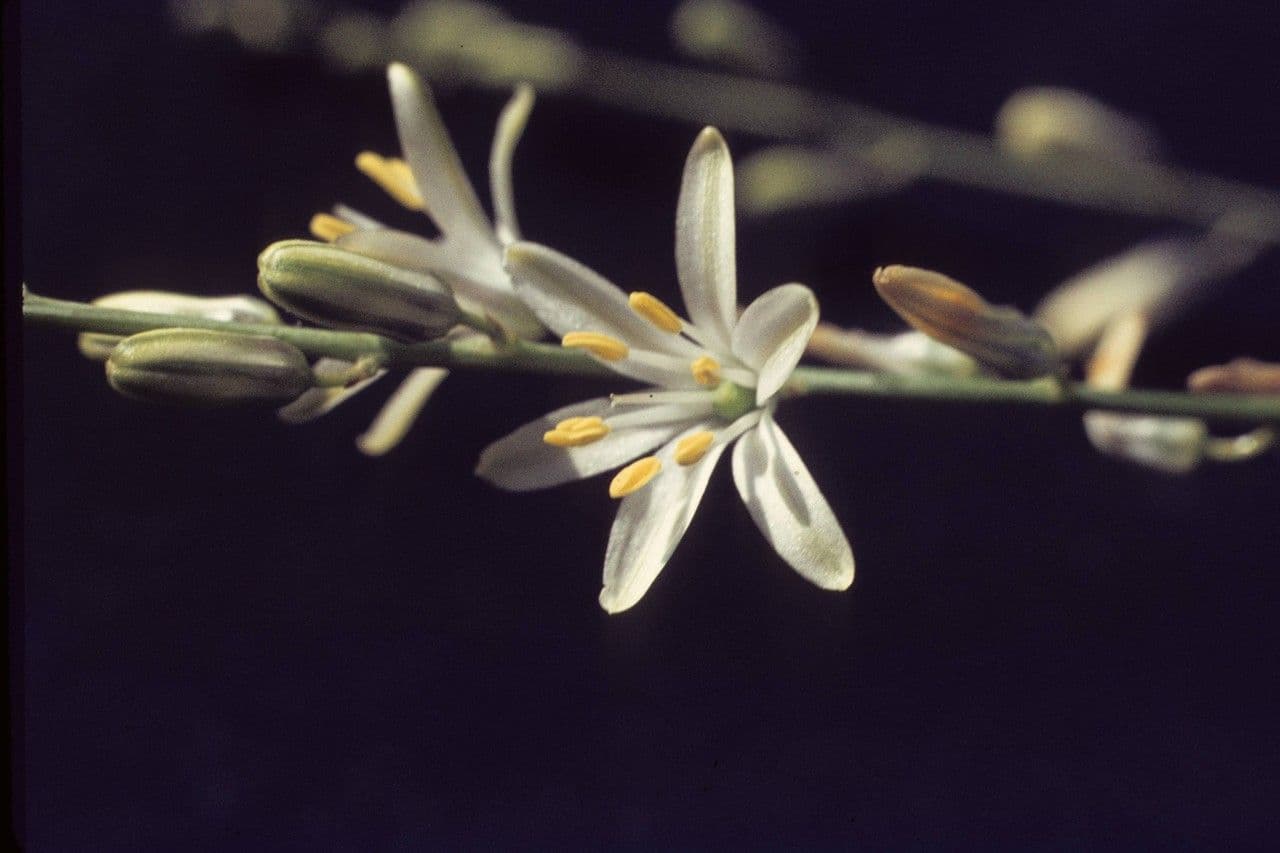 Chlorogalum 2