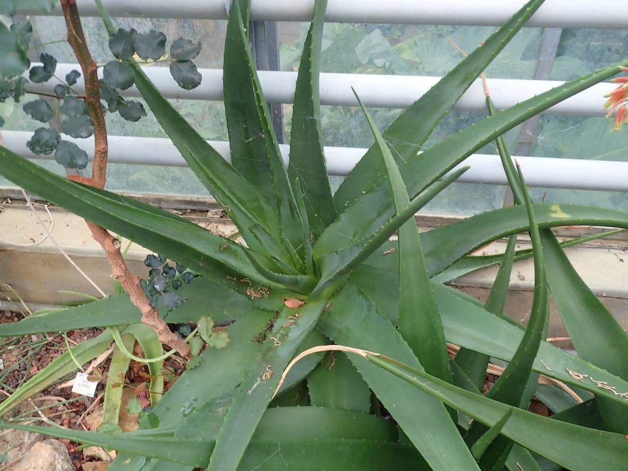Aloe 4