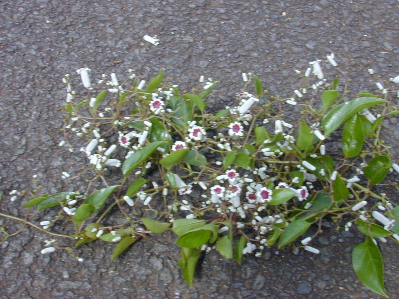 Pachnotka 10