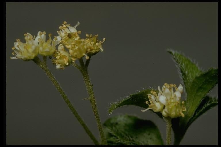 Whipplea modesta 4