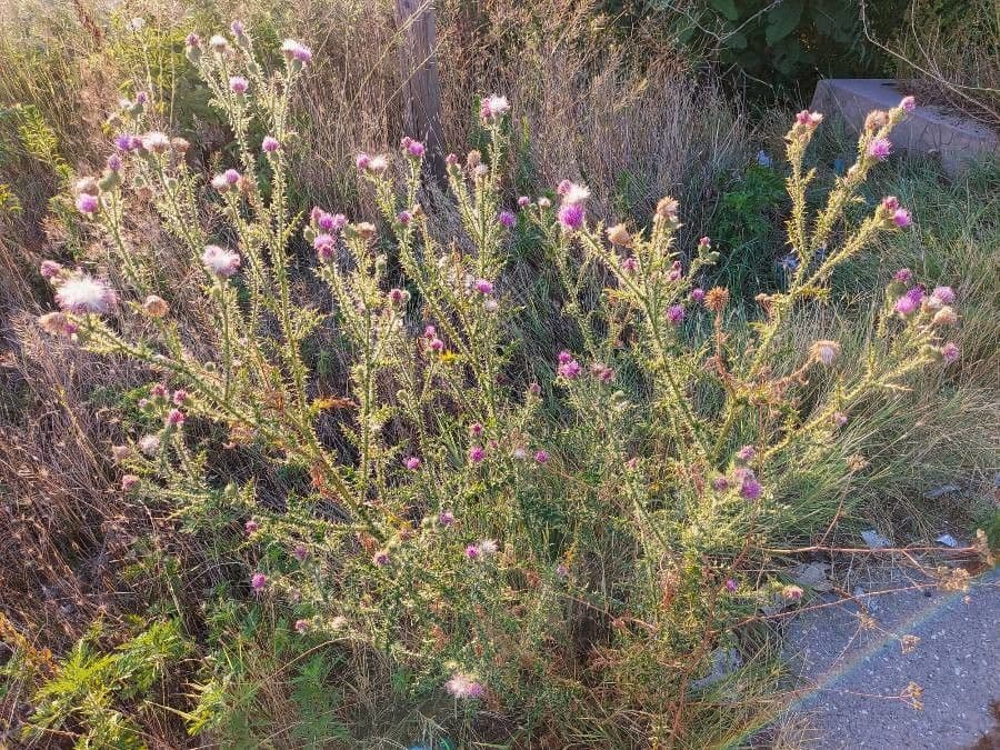 Weg-Distel 15