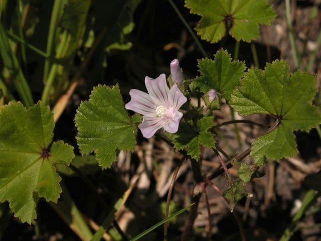 Malva pusilla 13