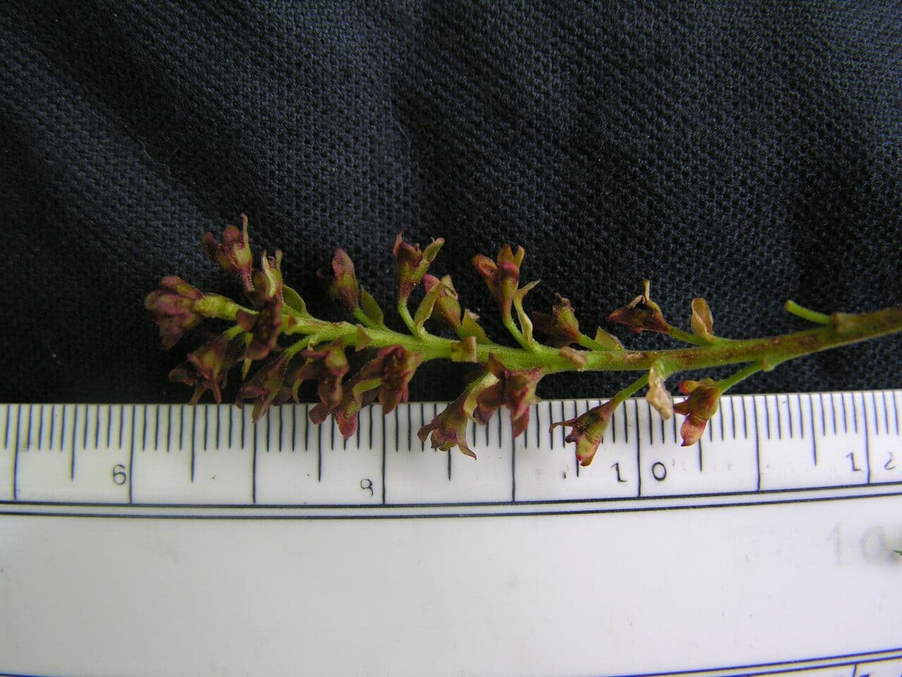 Ribes 7