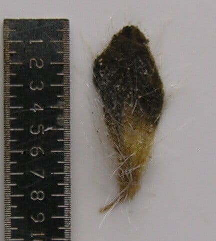Nelsonia canescens 2
