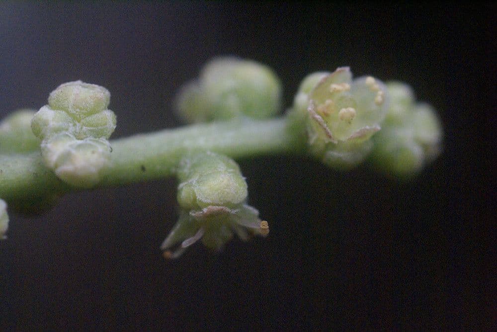 Richeria grandis 2