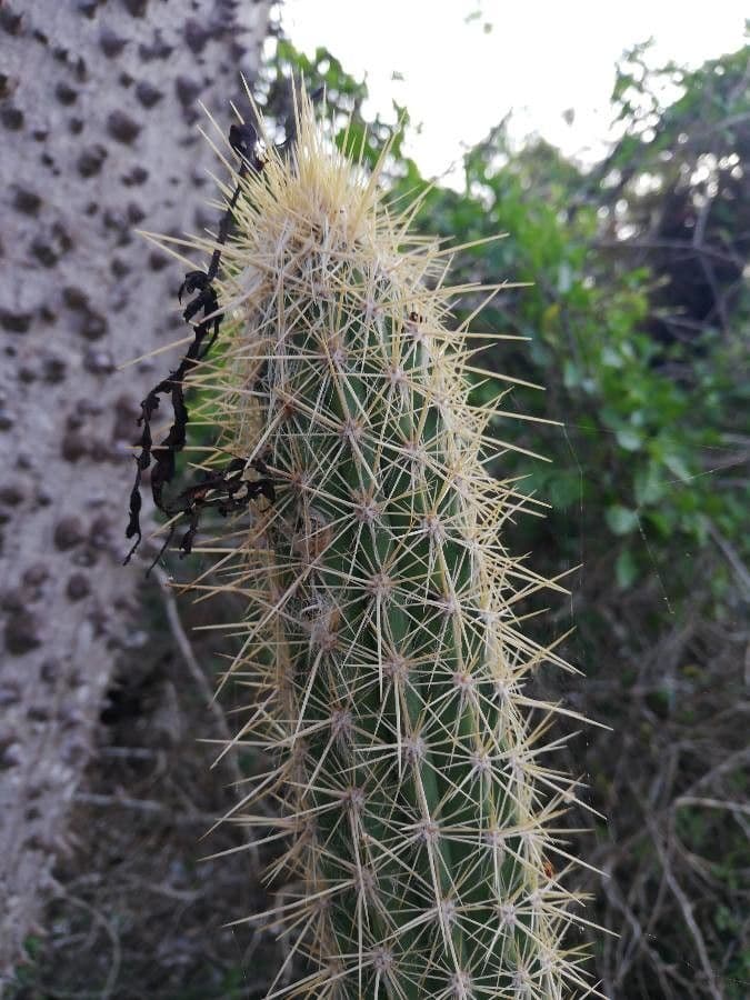 Cactus columnar 5