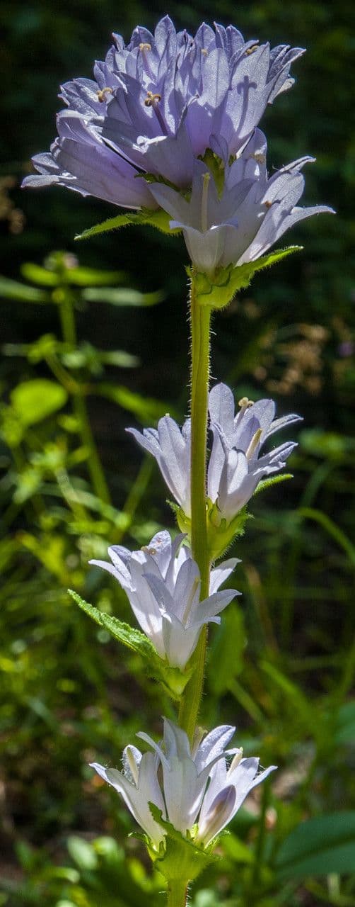 Campanula 4