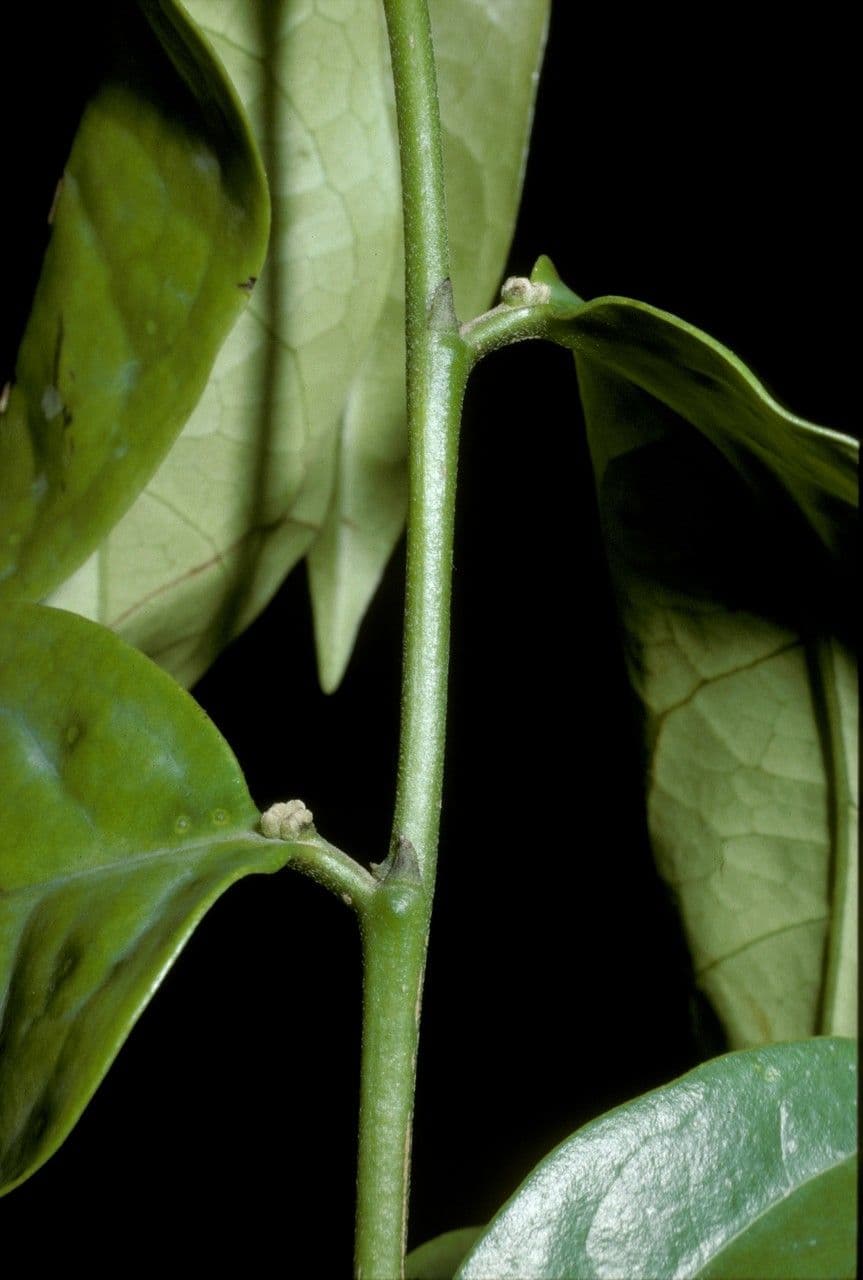 Tapura 13