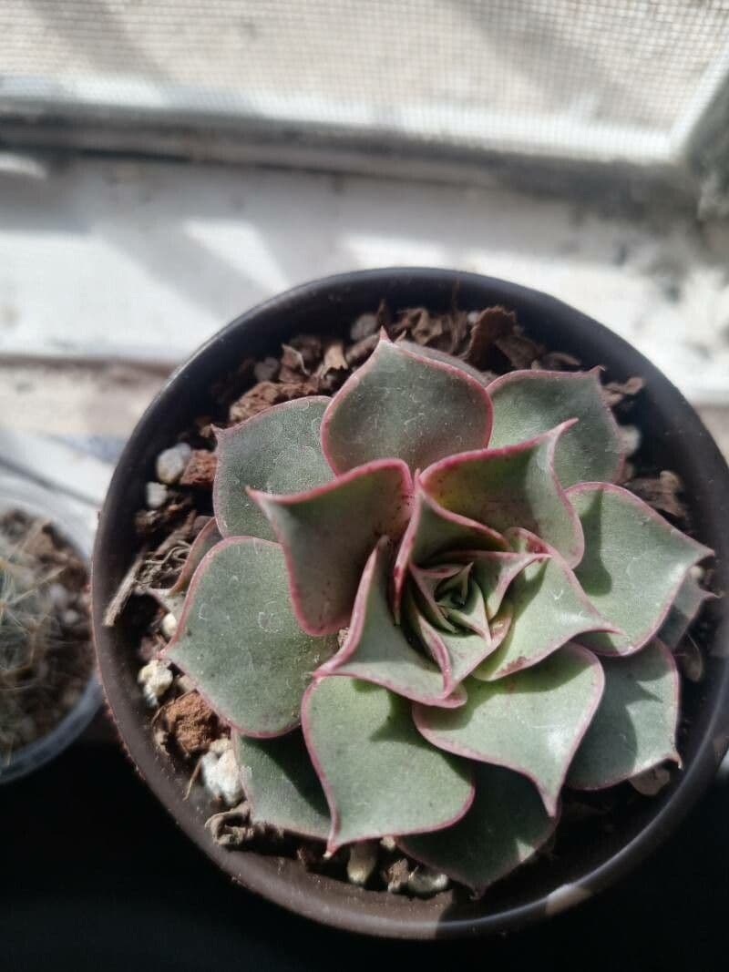 Echeveria 3