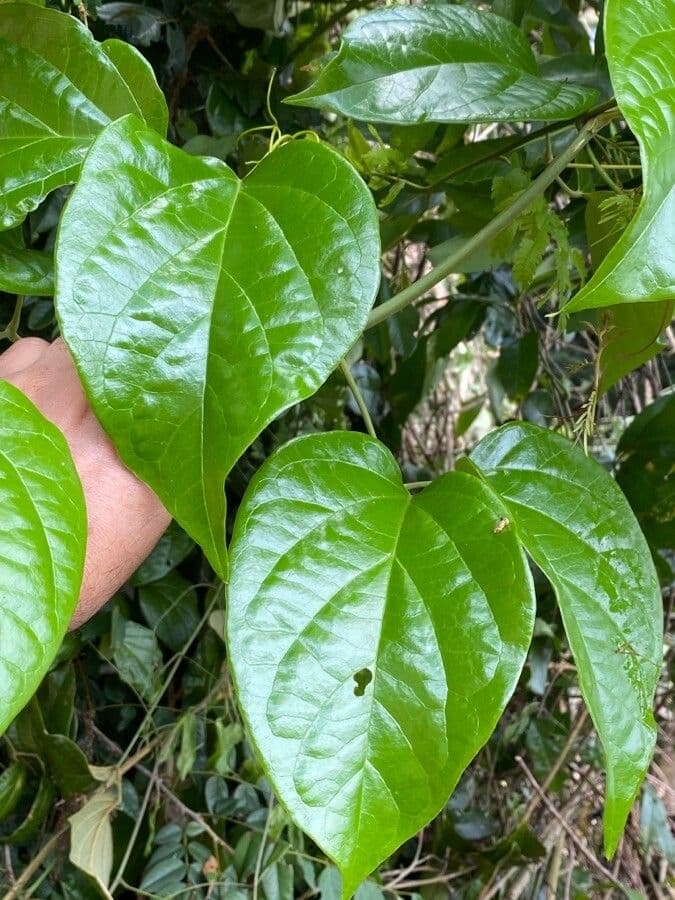 Anemopaegma 4