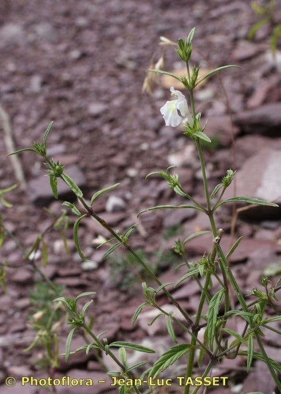 Galeopsis reuteri 7