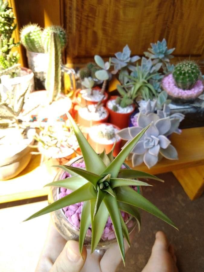 Dyckia