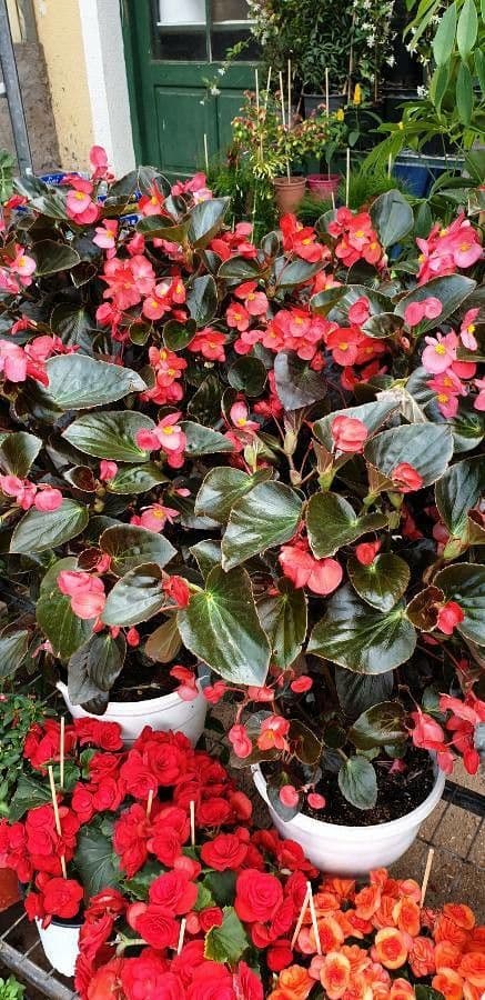 Begonia cucullata 16