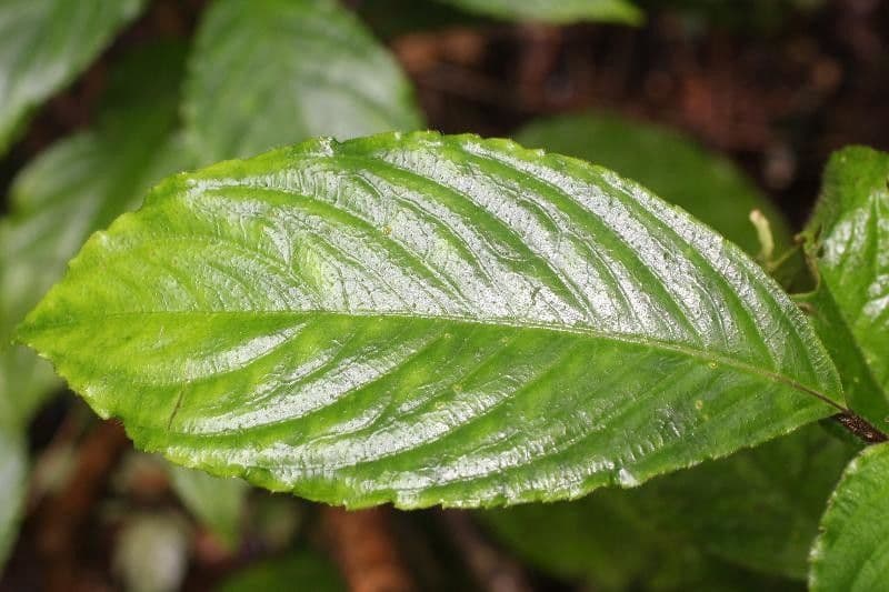 Besleria 12