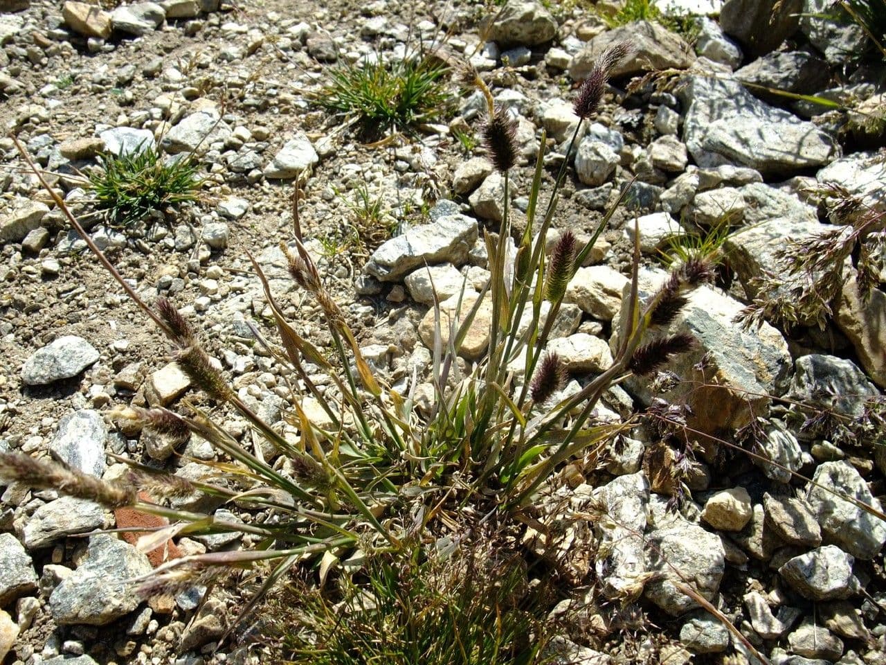Codolina alpina 11