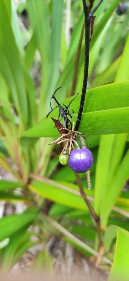 Dianella 4