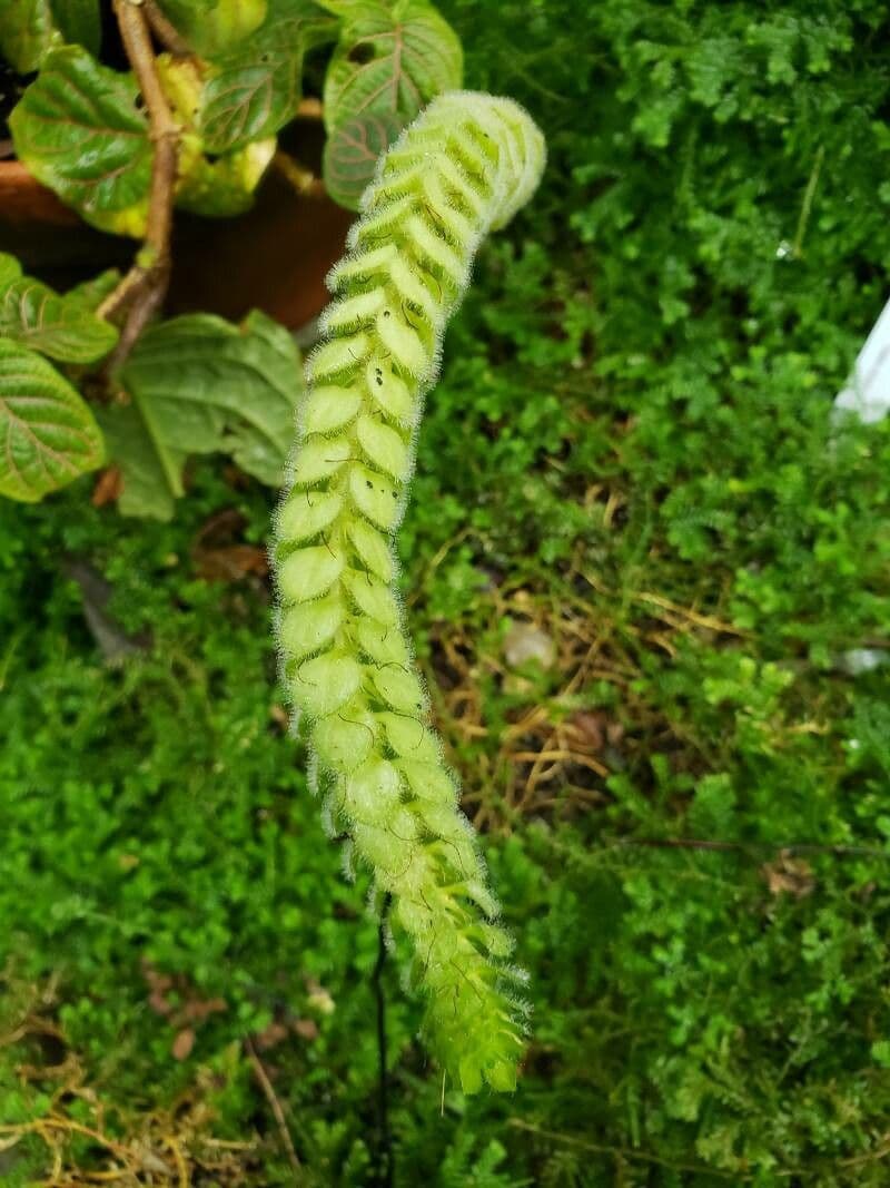 Fittonia 12