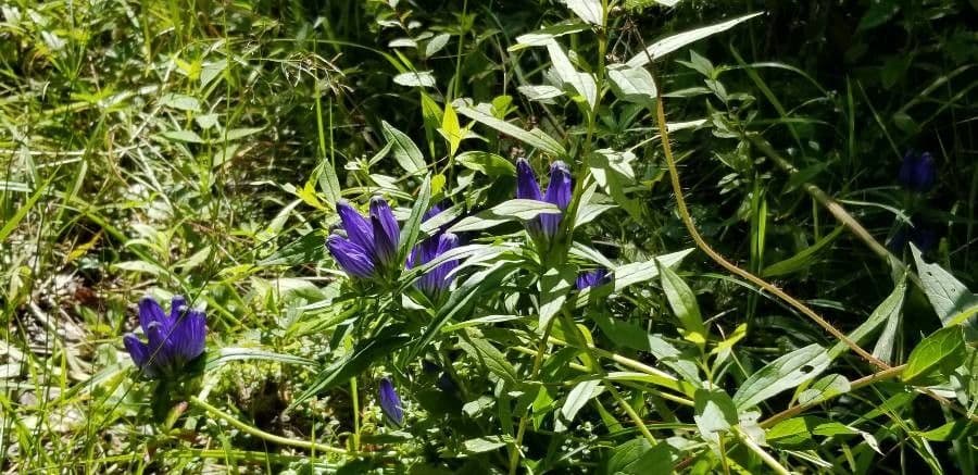 Genziana lineare 6