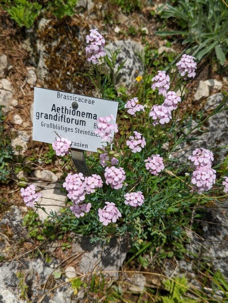 Aethionema 3