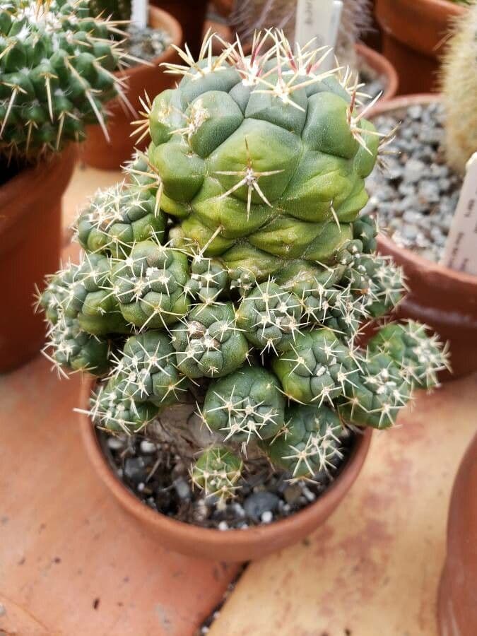 Thelocactus hexaedrophorus 7