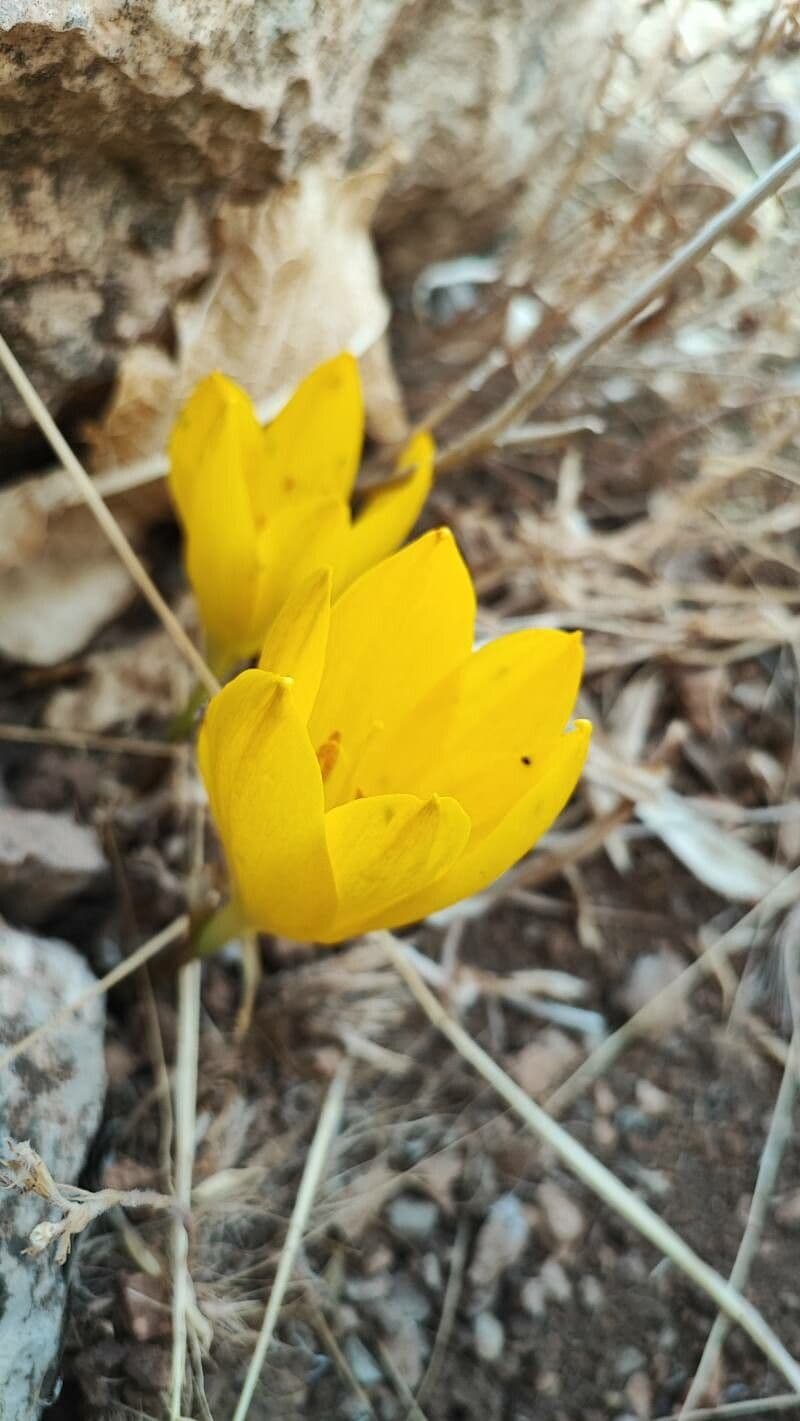 Sternbergia 4