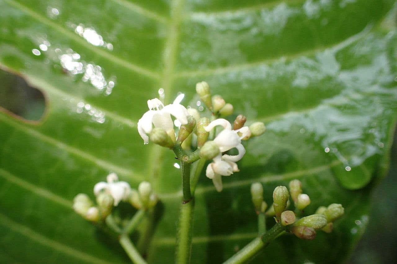 Psychotria 5