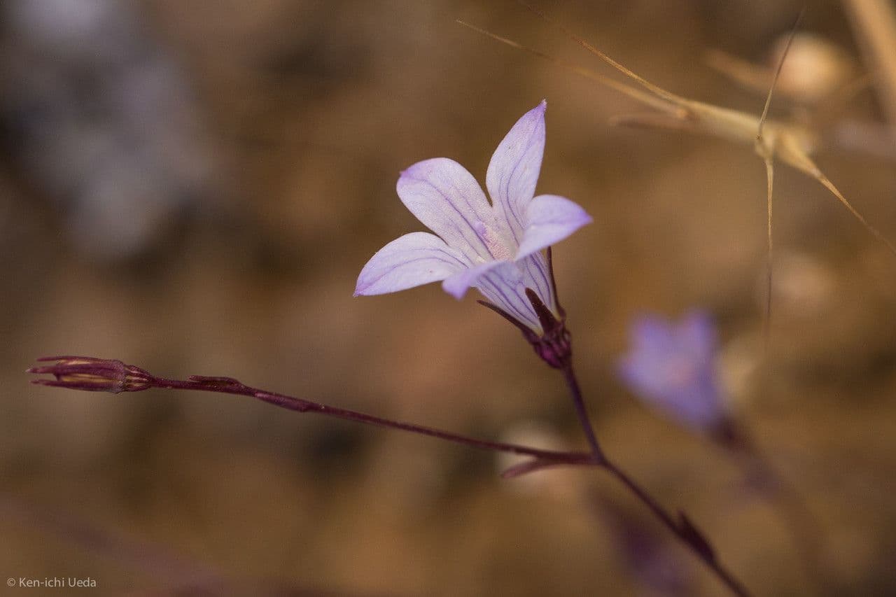 Campanula 3