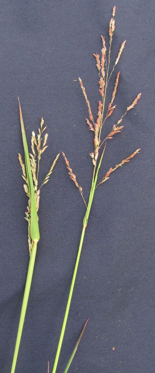 Leersia hexandra 14