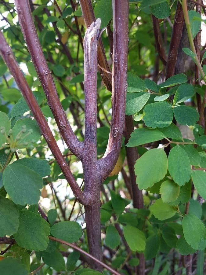 Spirea giapponese 23