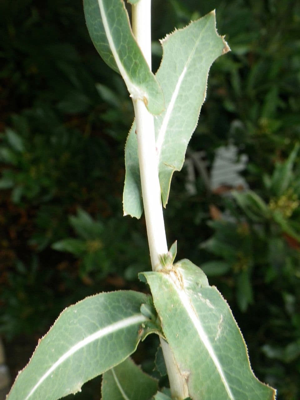 Lactuca saligna 21